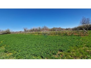 Savićenta, Ferlini, Negrađevinsko Zemljište 2305m2
