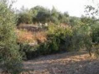 Large Amphitheatric Plot In Apokoronas