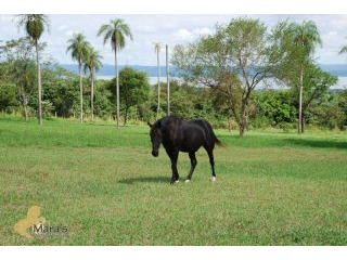 Altos: beautiful horse ranch with..