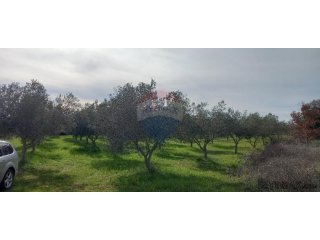 Istra, okolica Vodnjana, maslinik i pašnjak