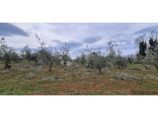 Zemljište sa 60 maslina površine 10200 m2
