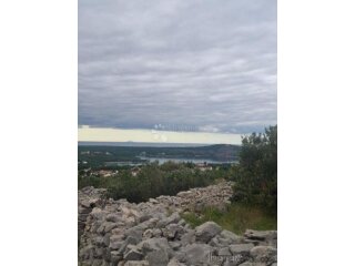 MASLINIK S POGLEDOM NA MORE MILNA BRAČ