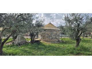 Maslinik sa kamenim kažunom površine 15 m2, 1,5 km od mora