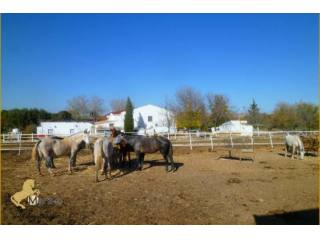 Finca yeguada casa de campo caballos..