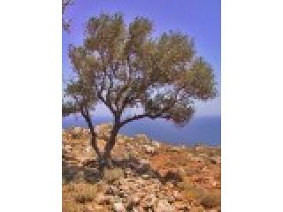 Sloping Plot In Secluded Location For..