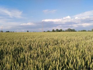 Plac 1.5ha izmedju Topole i Arandjelovca