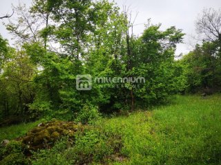Istra, Ročko Polje, 66.228m2 šume i livade