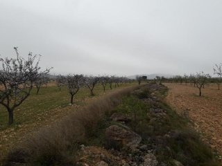 Large building plot in Pinoso (Ref...