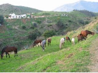 Finca for sale in Mijas, Malaga