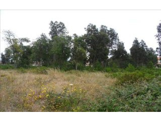 Rustic Land near Marinha Grande