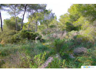 Building Plot Without License In Cala..