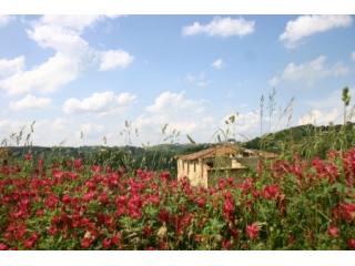 Podere L'olmo