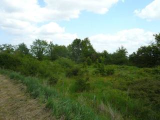 A "briar Patch" Without Br'er Rabbit....