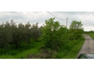 Land Terra del Barone, italian property..