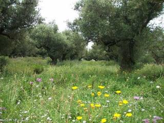 Land - Zakynthos - For Sale