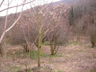 Land in Balchik, Albena
