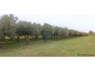 Pula, okolica, maslinik i vinograd površine 6680m2