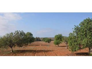 Land near Santanyi 31.000m2 good..