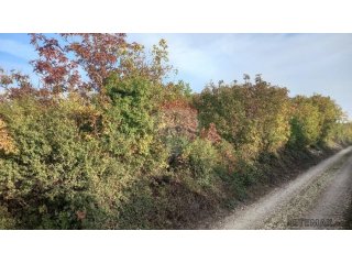 Istra, Fažana okolica, 4 poljoprivredne parcele