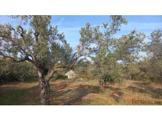 Istra, Fažana okolica, maslinik i parcela