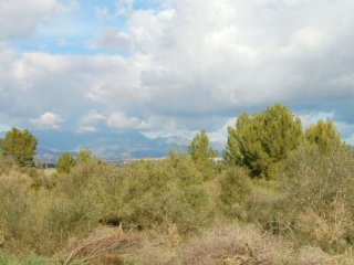 Large Forest Plot With Beautiful View..