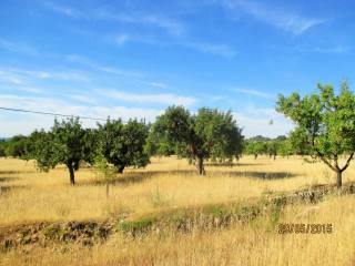 Amazing plot in prime location in Alaro