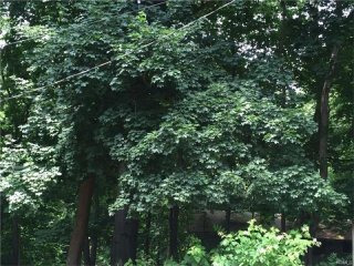 Land For Sale: Fairmont Avenue Ardsley..