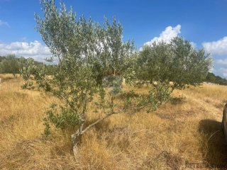 Istra,Bale,poljoprivredno zemljište sa maslinama