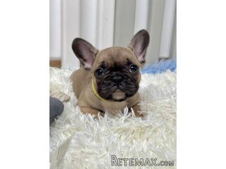 Francuski Buldog PRELEPI štenci