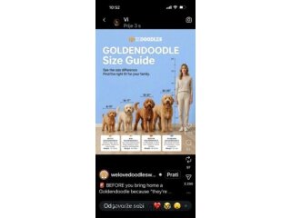 Goldendoodle prelepi štenci
