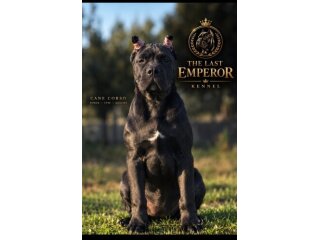 Cane Corso žensko štene