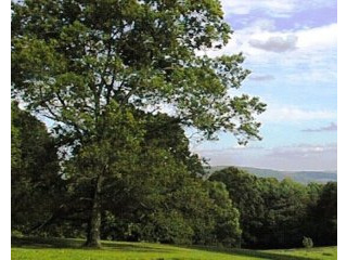 Land For Sale: 288 Sawchuck Road..