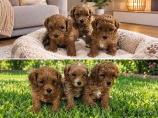 Maltipoo štenci