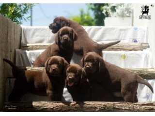 Čokoladni Labrador Retriver štenci