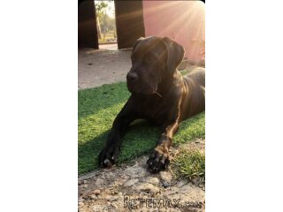 Cane Corso mlad pas