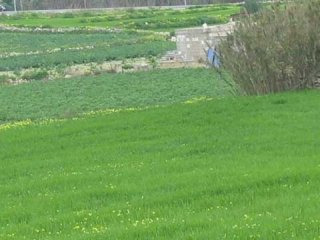 Land / Fields, Unconverted