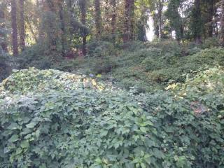 Land For Sale: White Plains, New York