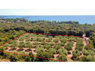 Rovinj,maslinik 3200m2,250m od mora