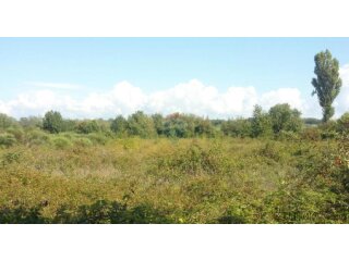 Istra, Umag, Lovrečica - poljoprivredno zemljište 150 m od m