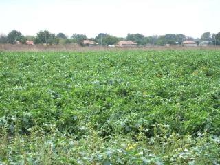 Land in Krapets, Shabla