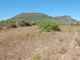Idyllic Rural Plot Near Llucmajor