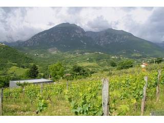 Fabulous plot with vines, olives and 2..