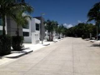 Anemona Planta Alta
