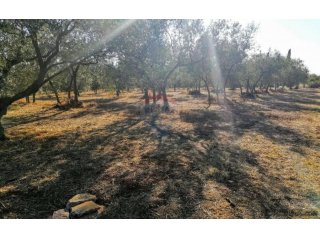Istra, Poreč, Tar-Maslinik 700m od mora