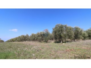 KAŠTELIR-maslinik s pogledm na more