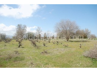 - Land - Paphos - For Sale