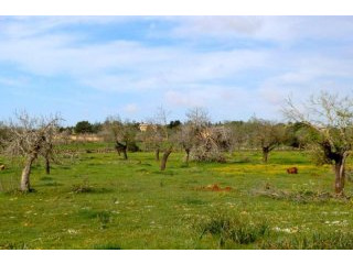 Rustic plot nearby Porto Cristo Majorca