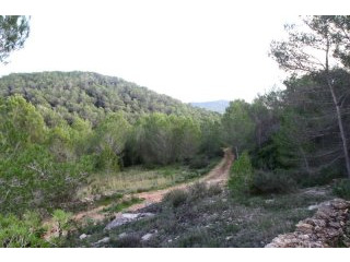 Land near Bambuddah Grove