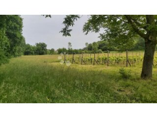 Poljoprivredno zemljište i vinograd