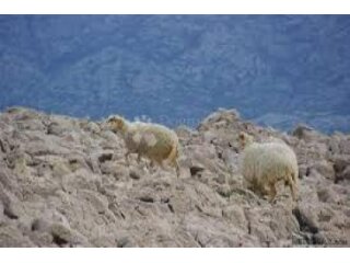 Prodaja Poljoprivrednog Zemljišta na Otoku Pagu, Povljana